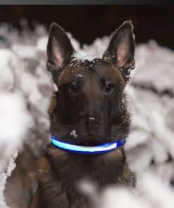 Floofi Solar USB Rechargable LED Dog Collar