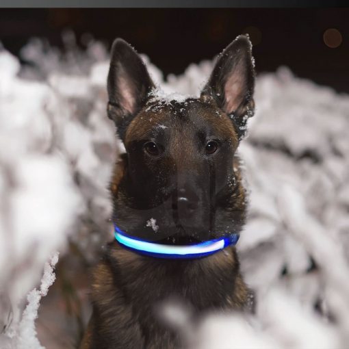 Floofi Solar USB Rechargable LED Dog Collar